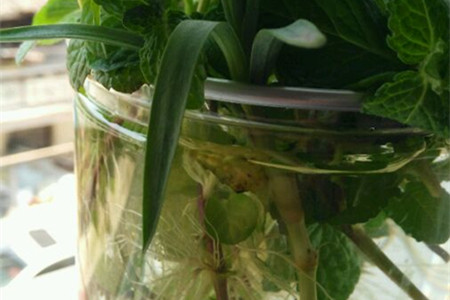 康乃馨怎么水培