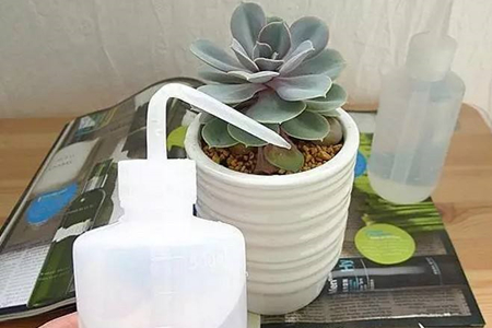 多肉怎么养才能变色