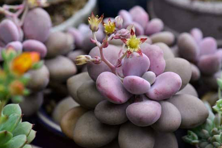 多肉怎么养才能变色