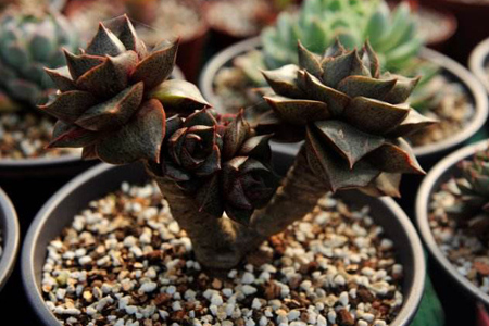 多肉怎么养才能变色