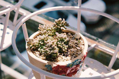 多肉怎么养才能变色