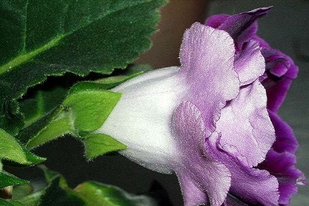 大岩桐花枯萎解决办法