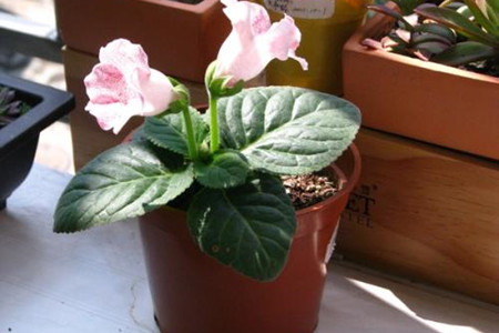 大岩桐花枯萎解决办法