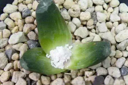 多肉怎么砍头繁殖