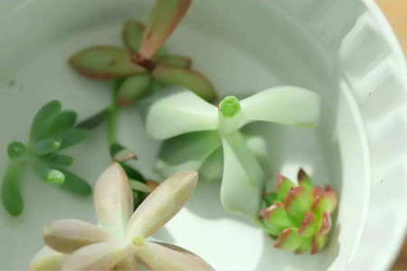 多肉怎么砍头繁殖