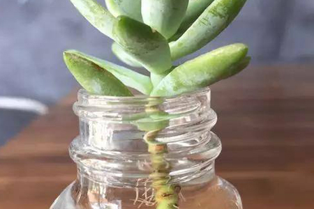 多肉怎么砍头繁殖