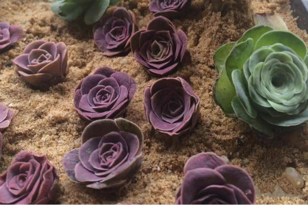 多肉怎么砍头繁殖