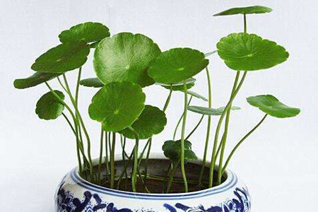 铜钱草半土半水怎么养