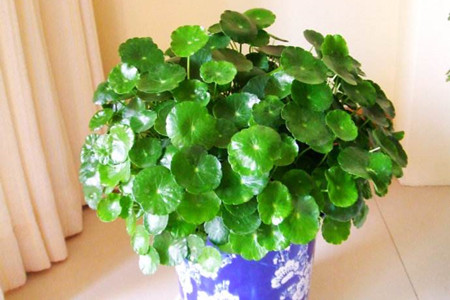 铜钱草半土半水怎么养