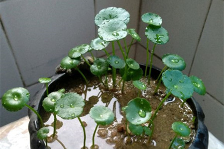 铜钱草半土半水怎么养