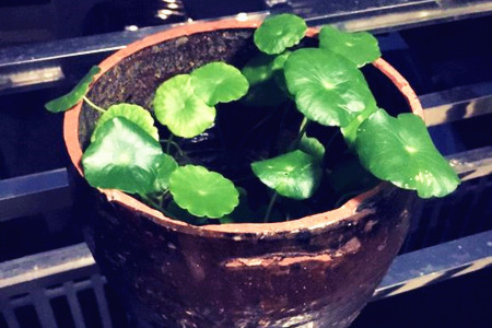 铜钱草半土半水怎么养