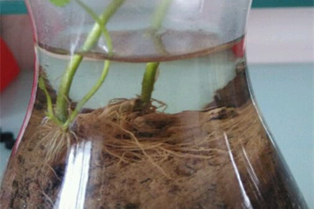 铜钱草半土半水怎么养