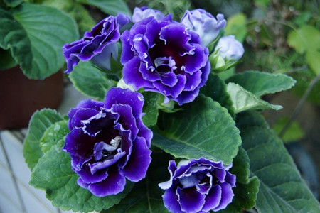 大岩桐1年开几次花