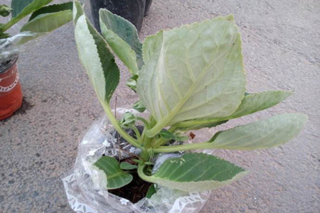 大岩桐1年开几次花