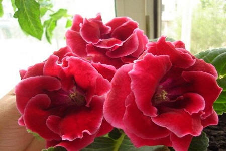 大岩桐1年开几次花