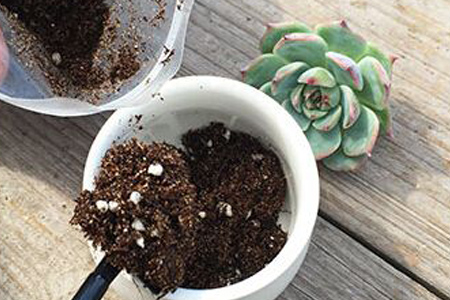 多肉怎么换盆