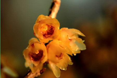 腊梅什么时候开花