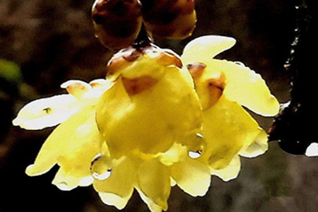 腊梅什么时候开花