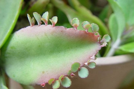 落地生根吸甲醛吗