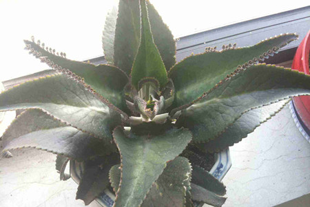 落地生根吸甲醛吗