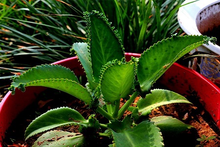 落地生根吸甲醛吗