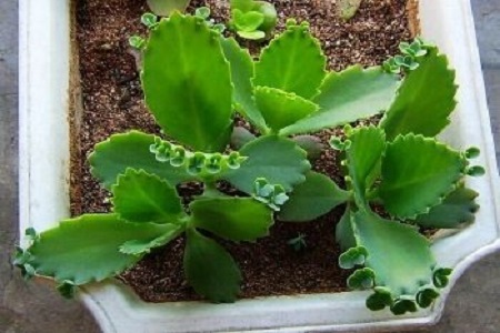 落地生根吸甲醛吗