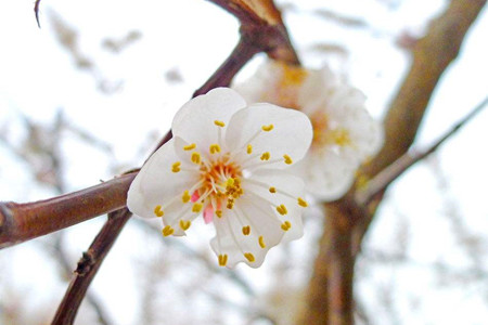 腊梅什么时候开花