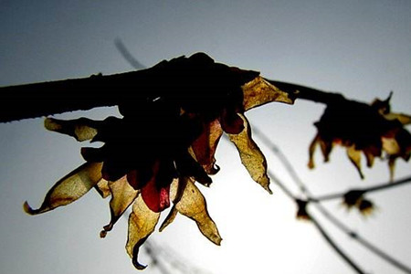 腊梅什么时候开花