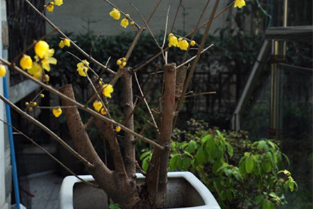 腊梅什么时候开花