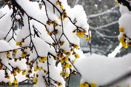 腊梅冬天怎么养