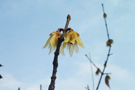 腊梅冬天怎么养