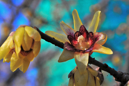 腊梅冬天怎么养