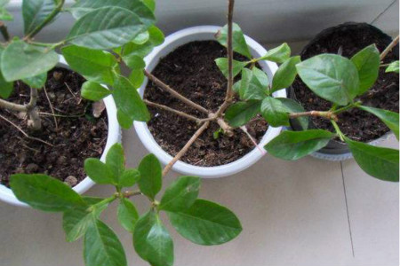 栀子花怎么养才长得好