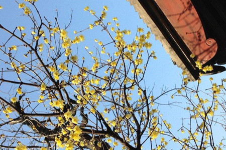 腊梅冬天怎么养