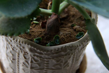 落地生根怎么换盆