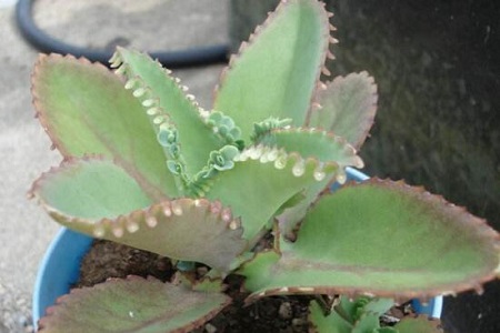 落地生根怎么换盆