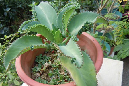 落地生根怎么换盆