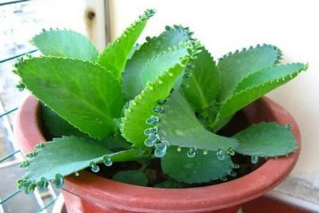 落地生根怎么换盆