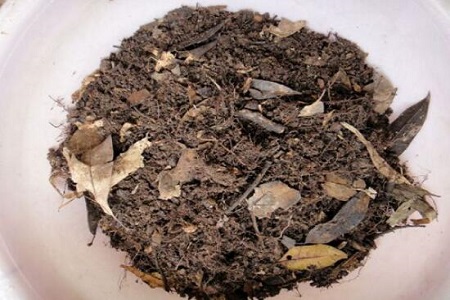 落地生根怎么换盆