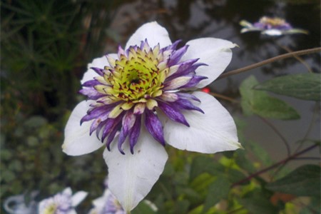 铁线莲怎么样度夏