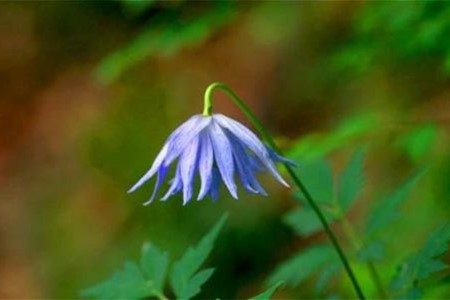 铁线莲怎么样度夏