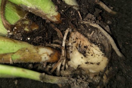 马蹄莲怎么修剪