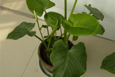 马蹄莲怎么修剪