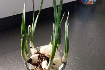 水仙花怎么繁殖