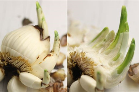 水仙花怎么繁殖