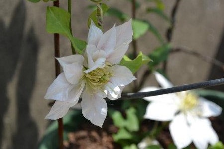 铁线莲怎么样度夏