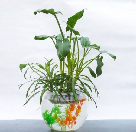 马蹄莲可以水培吗