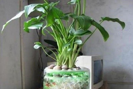 马蹄莲可以水培吗