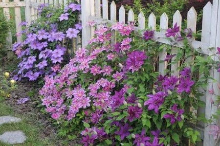 铁线莲怎么施肥