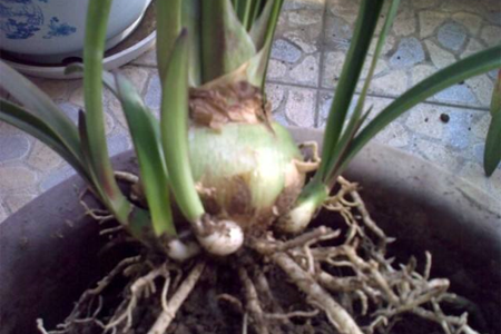 朱顶红怎么繁殖